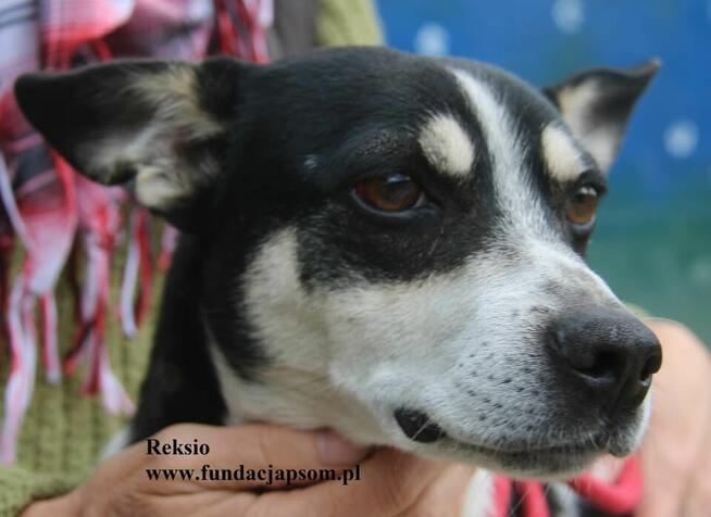 reksio, nieduzy piesek