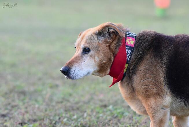 Axa - seniorka o złotym sercu