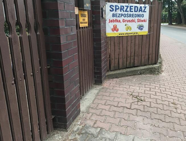 Gruszka Klapsa Sprzedam cena 1,50 zł.tel.515514800