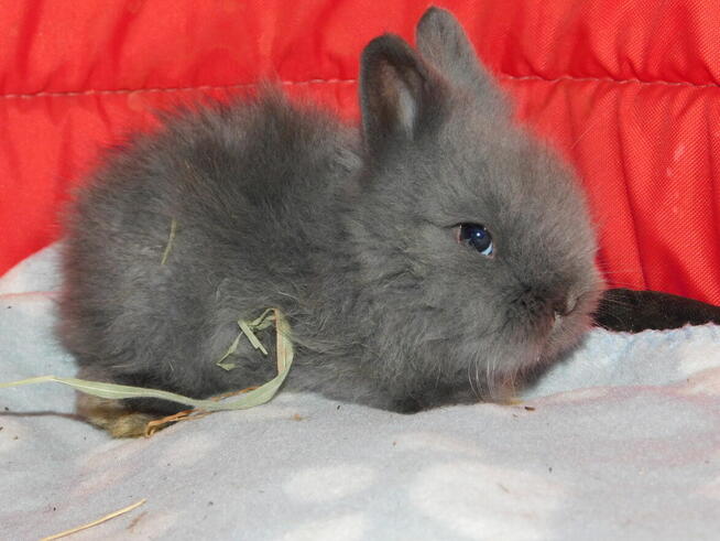 Królik miniaturka niebieskie