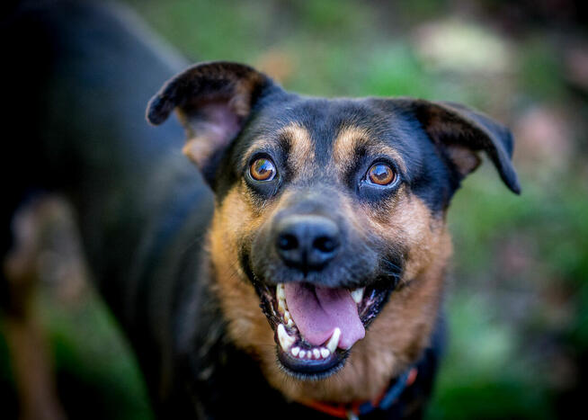 Pobaw się z Pajdkiem :) Dom stały lub tymczasowy poszukiwany