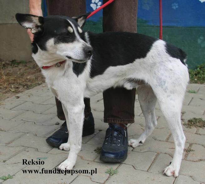 reksio, nieduzy piesek