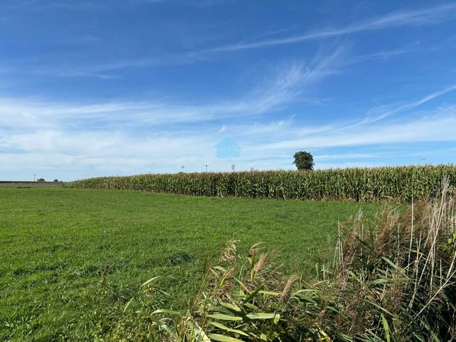 Działka inwestycyjna Łubowo Owieczki, Owieczki