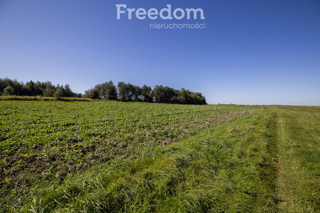 Działka rolna 15 ar pod uprawy, Trzciana
