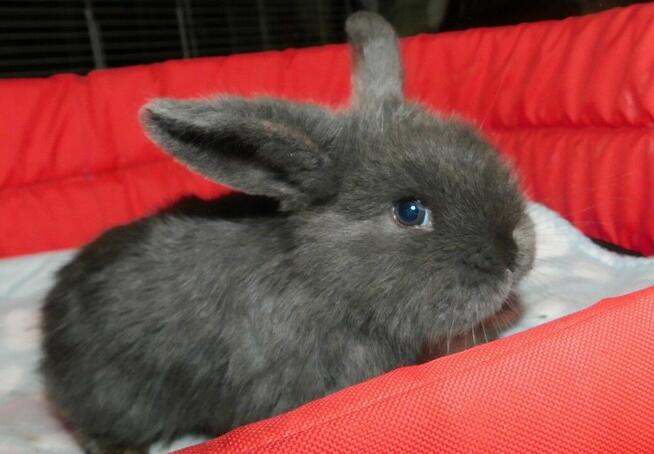 Niebieskie i beżowe baranki mini lop