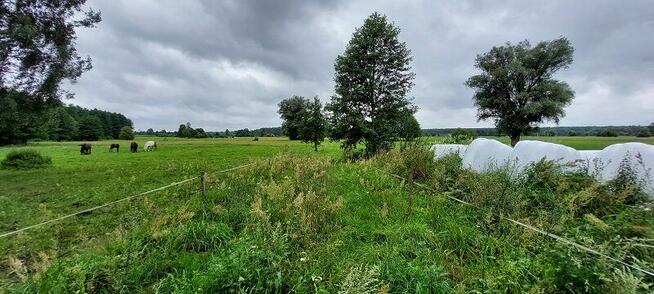 Syndyk sprzeda - Ponikiew Duża