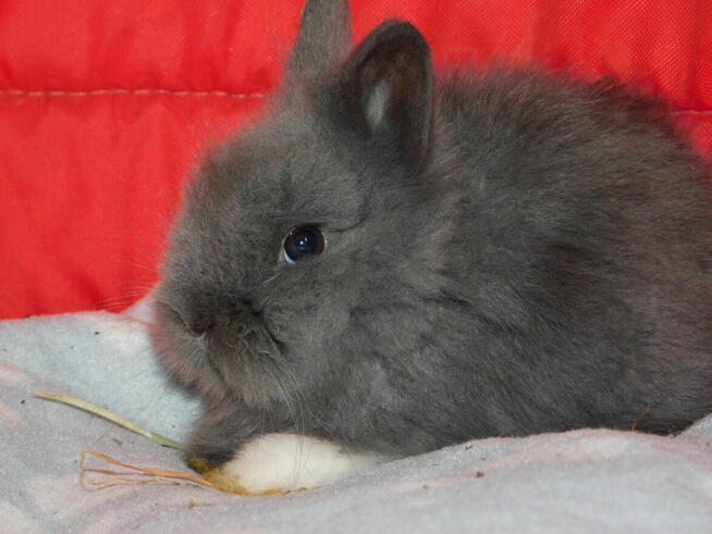 Królik miniaturka niebieskie