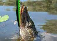 Wobler typu minnow Westin ripper kopyto szczupak bestseller