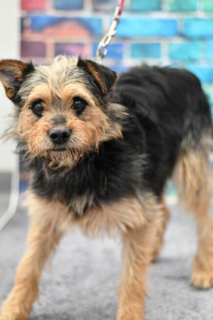 Zjawiskowy Willy szuka rodzinki do pokochania!