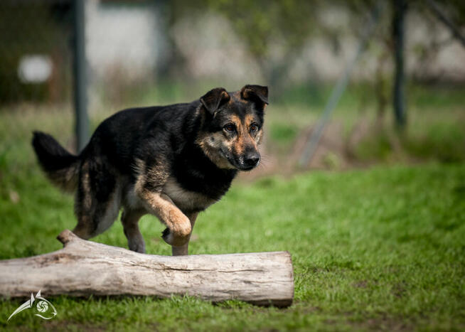 Dom tymczasowy dla pogodnego Leo pilnie poszukiwany!