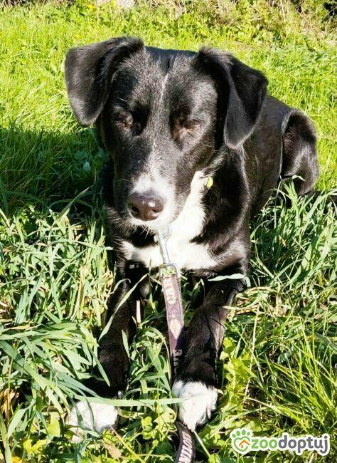 KORSA - niewidoma sunia, która kocha ludzi szuka super domu