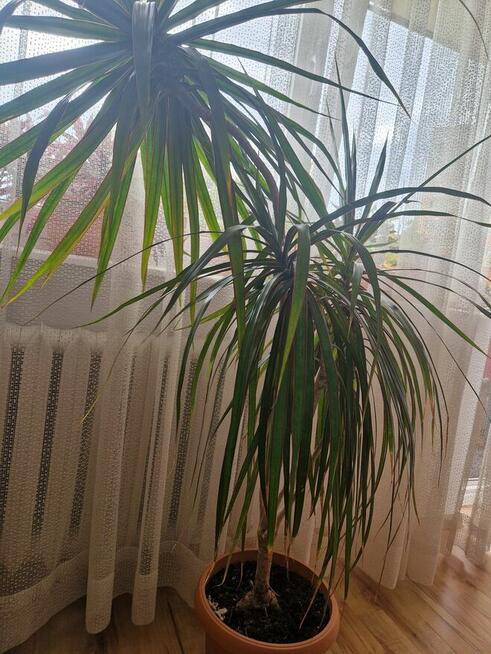 Roślina doniczkowa Dracena 150 cm