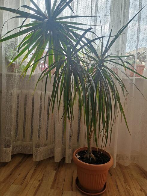 Roślina doniczkowa Dracena 150 cm