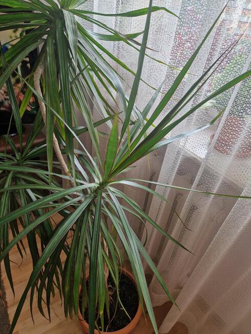 Roślina doniczkowa Dracena 150 cm