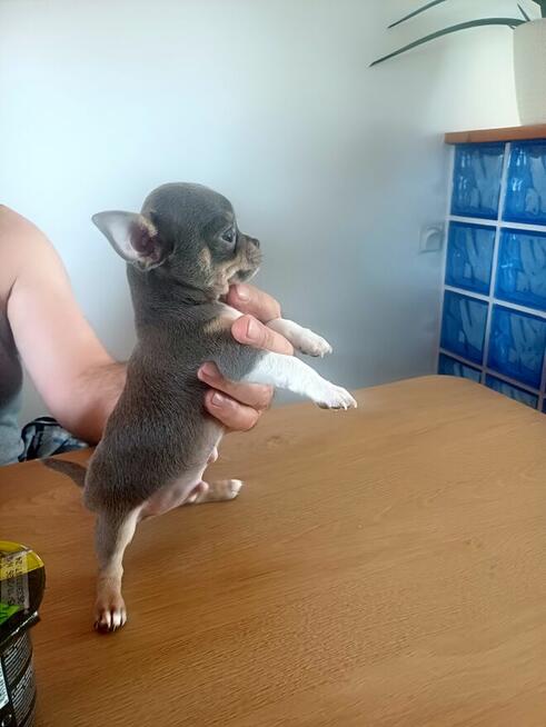 Śliczny Liliowy Chihuahua Rezerwacja
