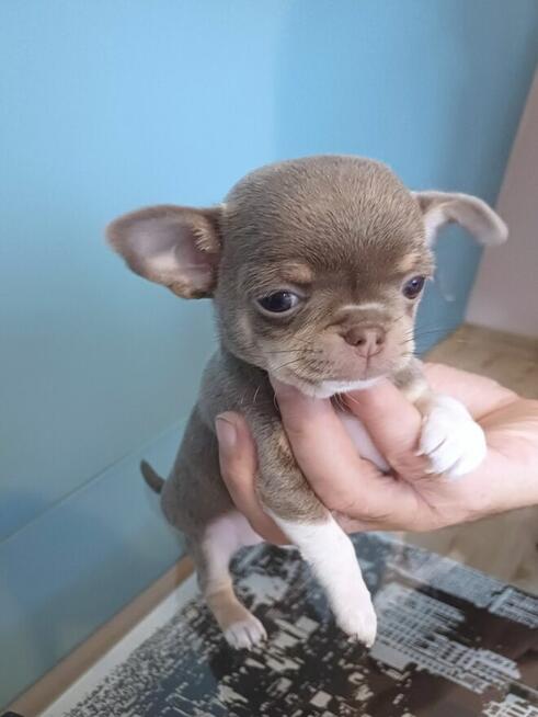 Śliczny Liliowy Chihuahua Rezerwacja