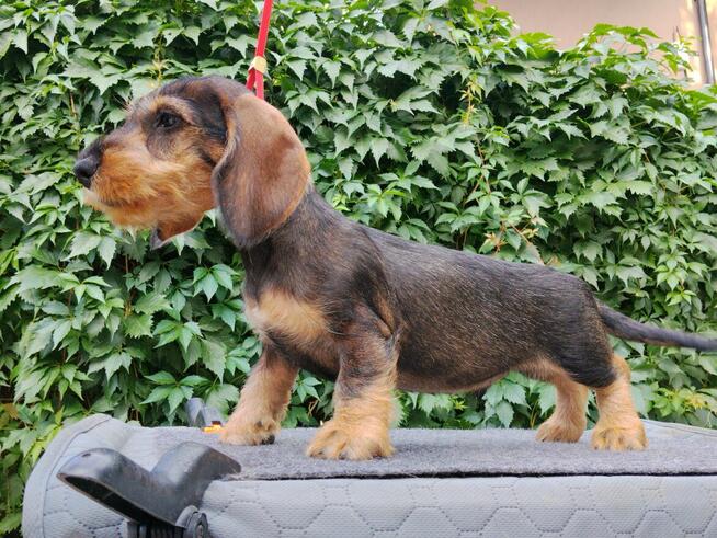 Jamnik szczeniaki