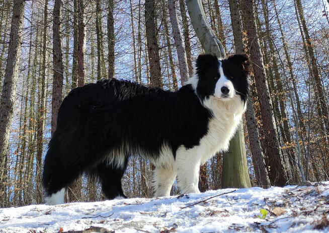 Pies ee-red BORDER COLLIE - pełna dok. - REZERWACJE