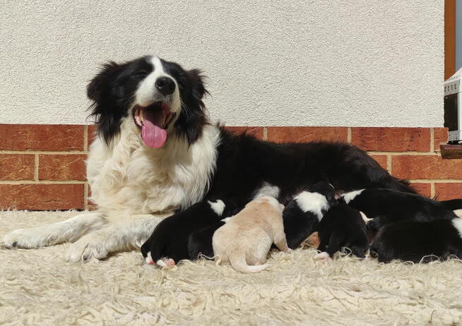 Pies ee-red BORDER COLLIE - pełna dok. - REZERWACJE