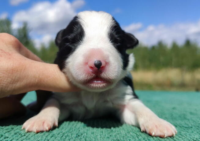Prześliczna Suczka BORDER COLLIE - pełna dok. super rodzice