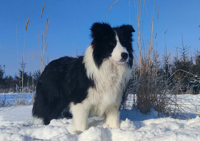 Prześliczna Suczka BORDER COLLIE - pełna dok. super rodzice