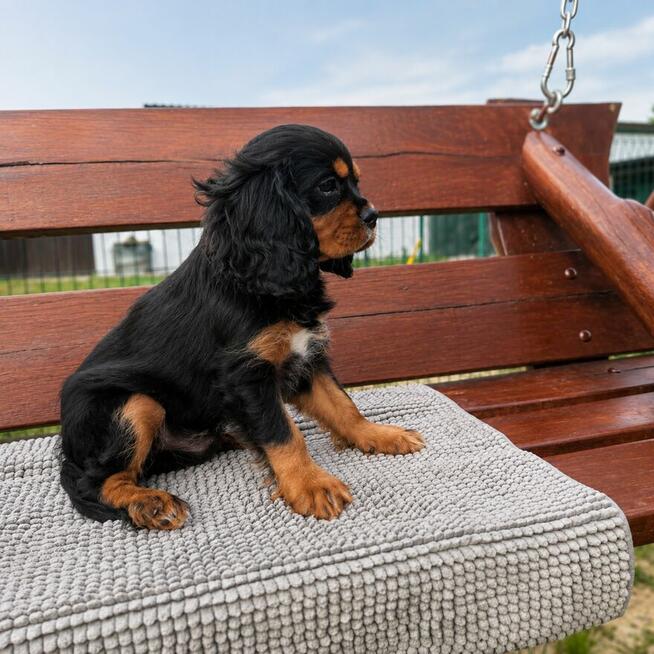 Suczka Cavalier King Charles Spaniel