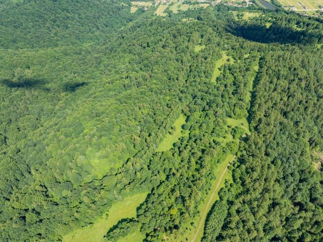 Las w Krościenku nad Dunajcem