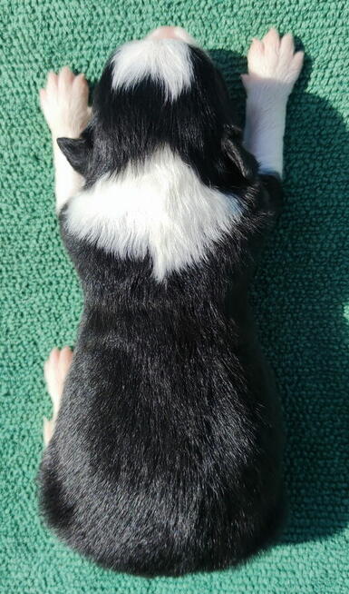 Prześliczna Suczka BORDER COLLIE - pełna dok. super rodzice