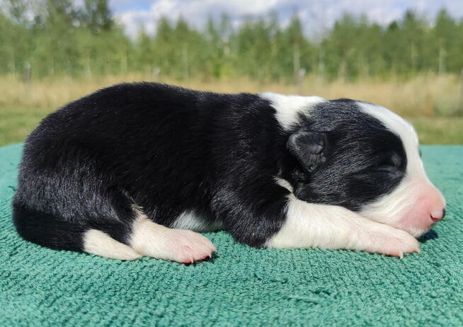 Prześliczna Suczka BORDER COLLIE - pełna dok. super rodzice