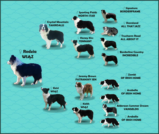 Pies ee-red BORDER COLLIE - pełna dok. - REZERWACJE