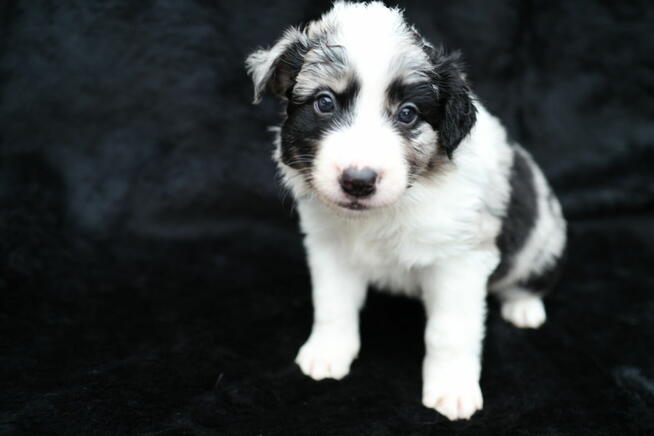 Sprzedam Border Collie