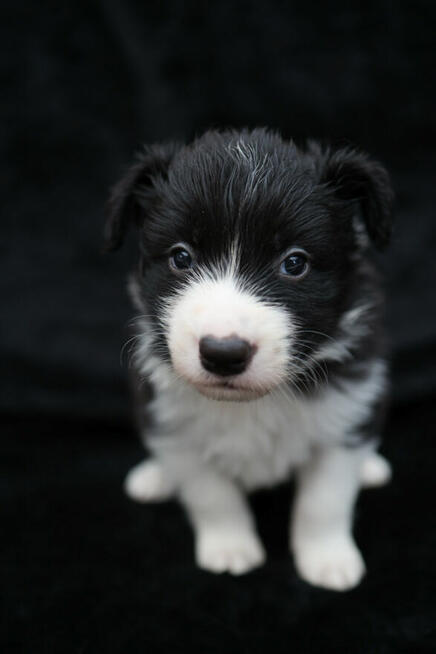 Sprzedam Border Collie