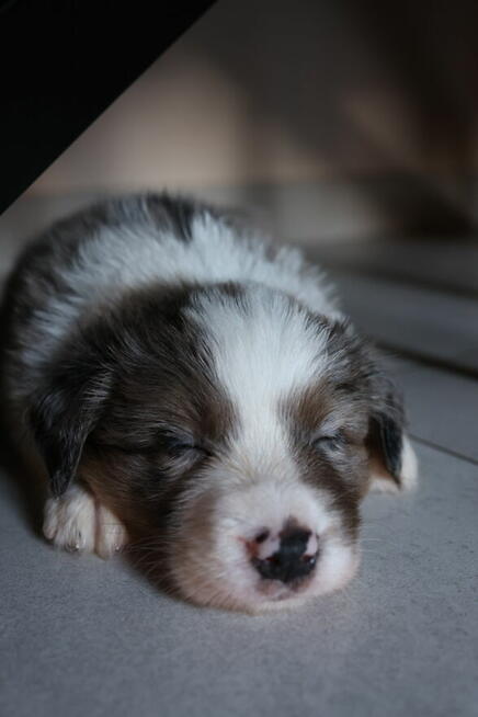 Sprzedam Border Collie