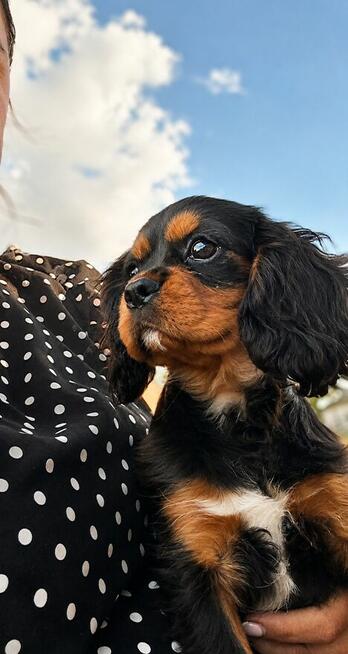 Suczka Cavalier King Charles Spaniel