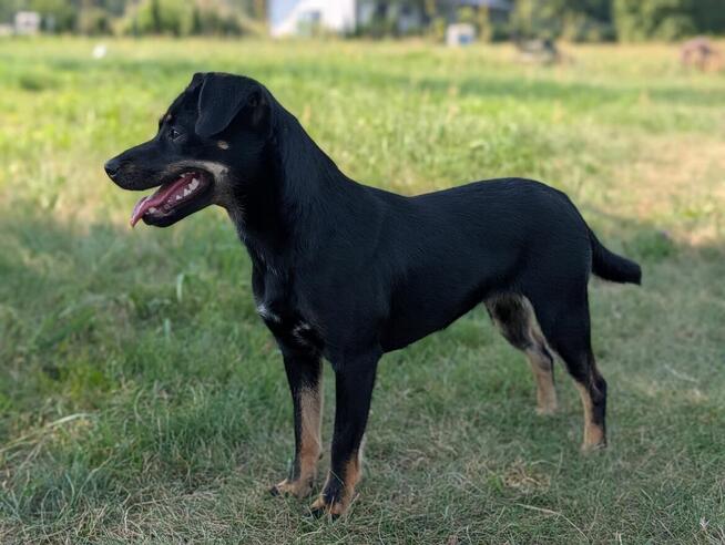Młodziuteńka wesoła uśmiechnięta sunia poleca się do adopcji