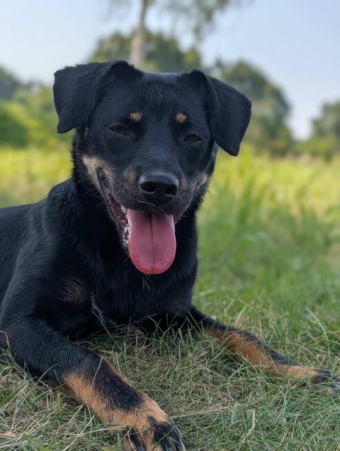 Młodziuteńka wesoła uśmiechnięta sunia poleca się do adopcji