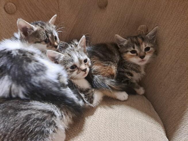 Oddam kotki do adopcji, za darmo