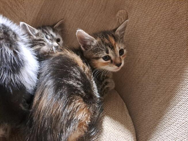 Oddam kotki do adopcji, za darmo