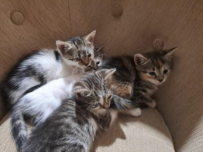 Oddam kotki do adopcji, za darmo