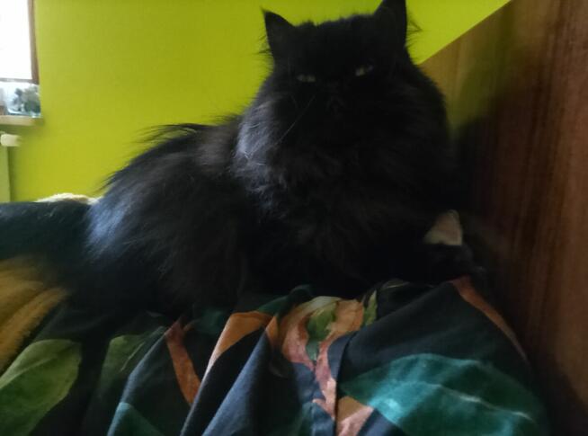 Koty perskie gotowe do odbioru