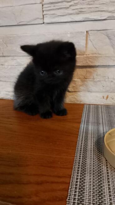 Koty perskie gotowe do odbioru