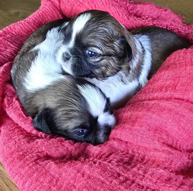 Szczeniaki Shih tzu rezerwacja