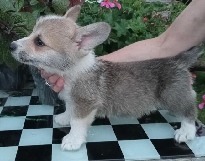 szczenię Welsh Corgi Pembroke