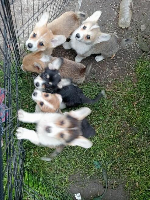 szczenię Welsh Corgi Pembroke
