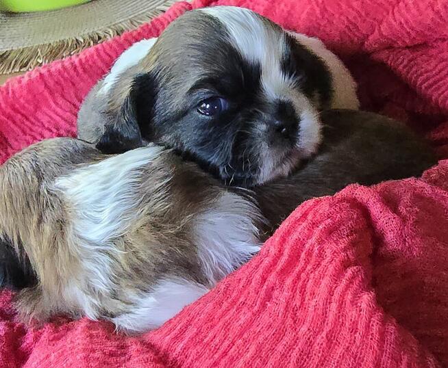 Szczeniaki Shih tzu rezerwacja