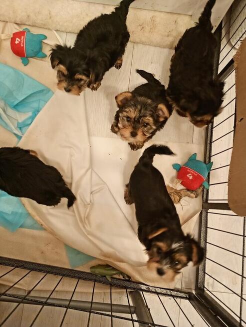 Sprzedam yorki