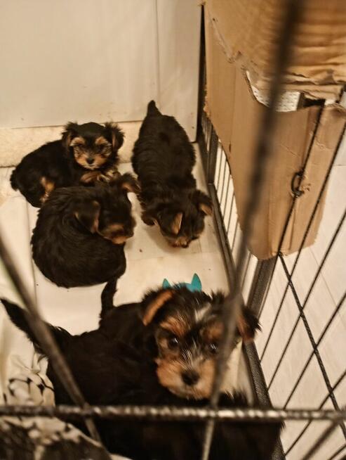 Sprzedam yorki