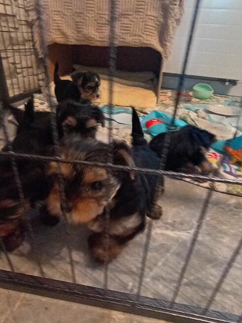 Sprzedam yorki