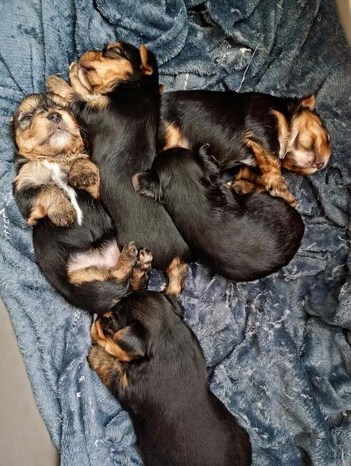 Sprzedam yorki