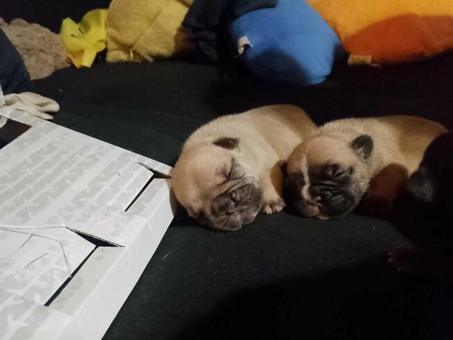 Buldog Francuski piękne szczeniaki!